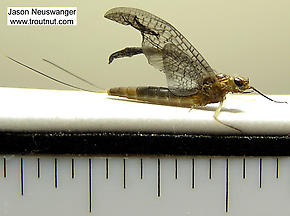 Female Isonychia bicolor (Mahogany Dun) Mayfly Nymph