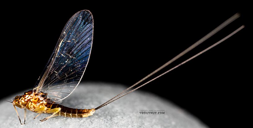 Female Baetis tricaudatus (Blue-Winged Olive) Mayfly Spinner from Silver Creek in Idaho