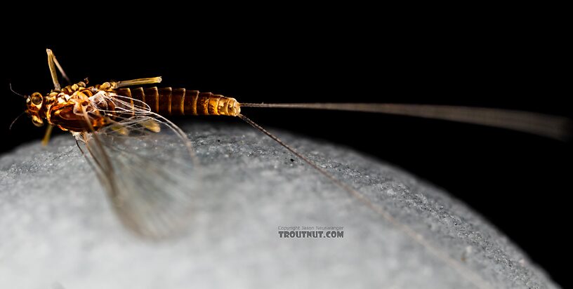 Female Baetis tricaudatus (Blue-Winged Olive) Mayfly Spinner from Silver Creek in Idaho