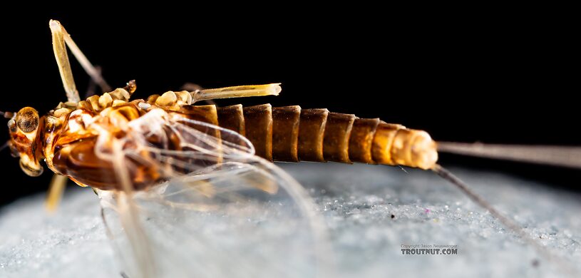 Female Baetis tricaudatus (Blue-Winged Olive) Mayfly Spinner from Silver Creek in Idaho