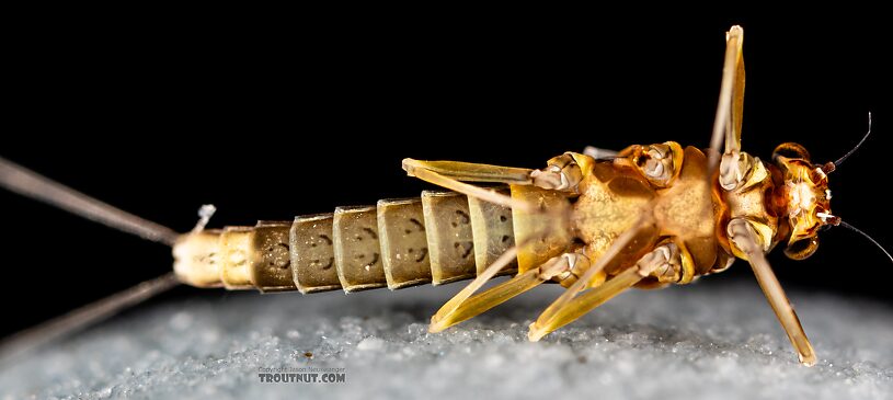 Female Baetis tricaudatus (Blue-Winged Olive) Mayfly Spinner from Silver Creek in Idaho