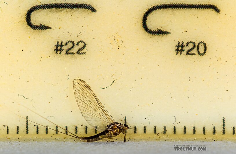 Female Baetis tricaudatus (Blue-Winged Olive) Mayfly Spinner from Silver Creek in Idaho