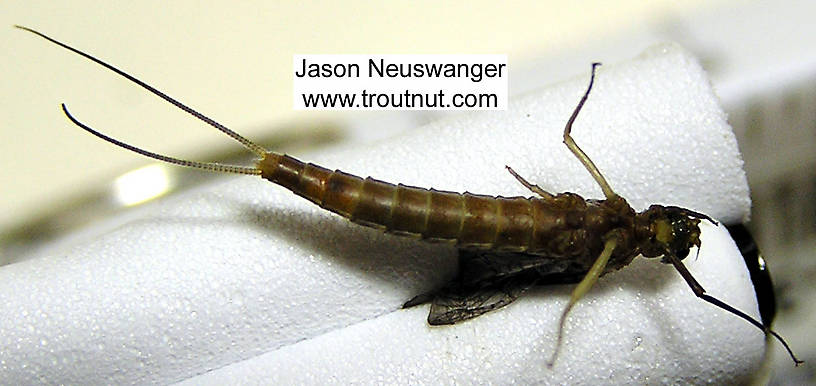 Female Isonychia bicolor (Mahogany Dun) Mayfly Nymph from the Beaverkill River in New York