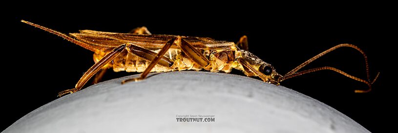 Male Doroneuria baumanni (Golden Stone) Stonefly Adult from the Foss River in Washington