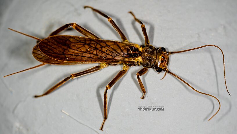 Male Doroneuria baumanni (Golden Stone) Stonefly Adult from the Foss River in Washington