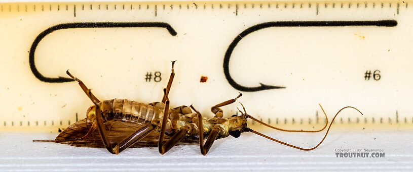 Male Doroneuria baumanni (Golden Stone) Stonefly Adult from the Foss River in Washington