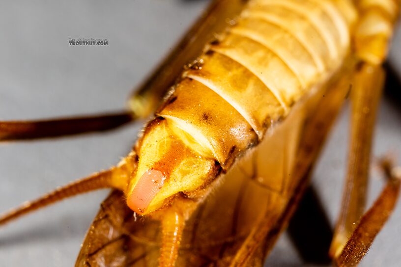 Male Doroneuria baumanni (Golden Stone) Stonefly Adult from the Foss River in Washington