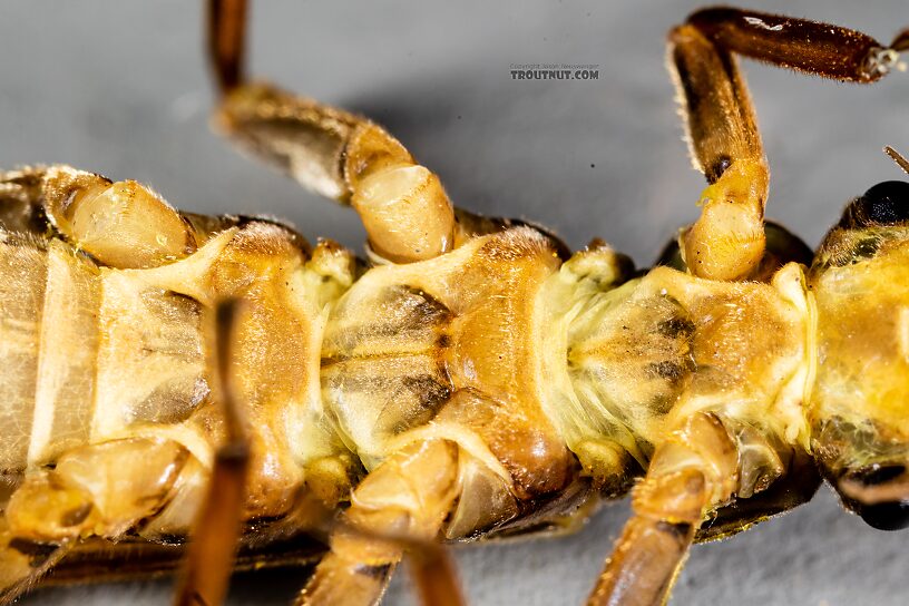 Male Doroneuria baumanni (Golden Stone) Stonefly Adult from the Foss River in Washington