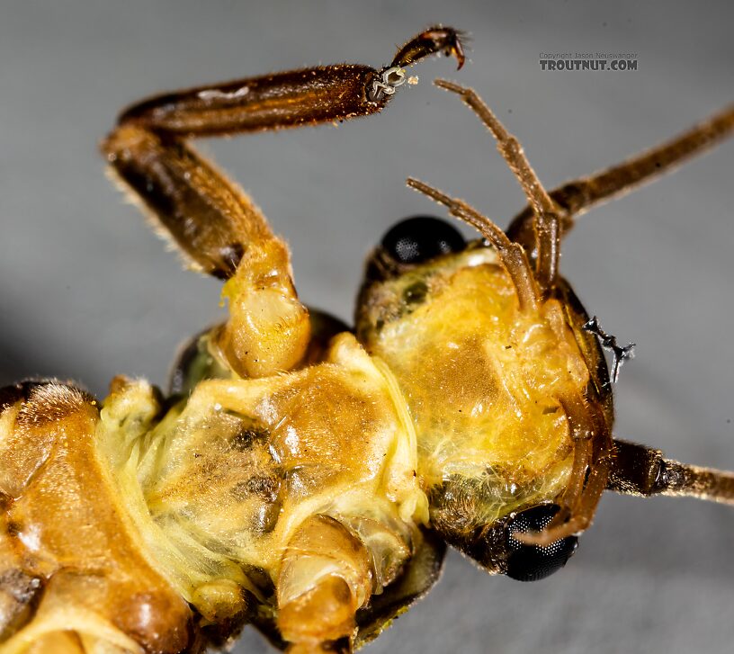 Male Doroneuria baumanni (Golden Stone) Stonefly Adult from the Foss River in Washington