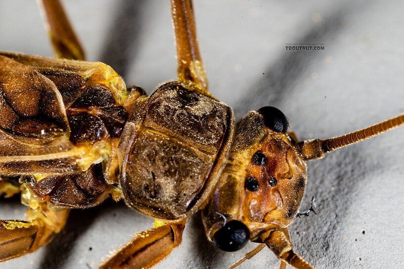 Male Doroneuria baumanni (Golden Stone) Stonefly Adult from the Foss River in Washington