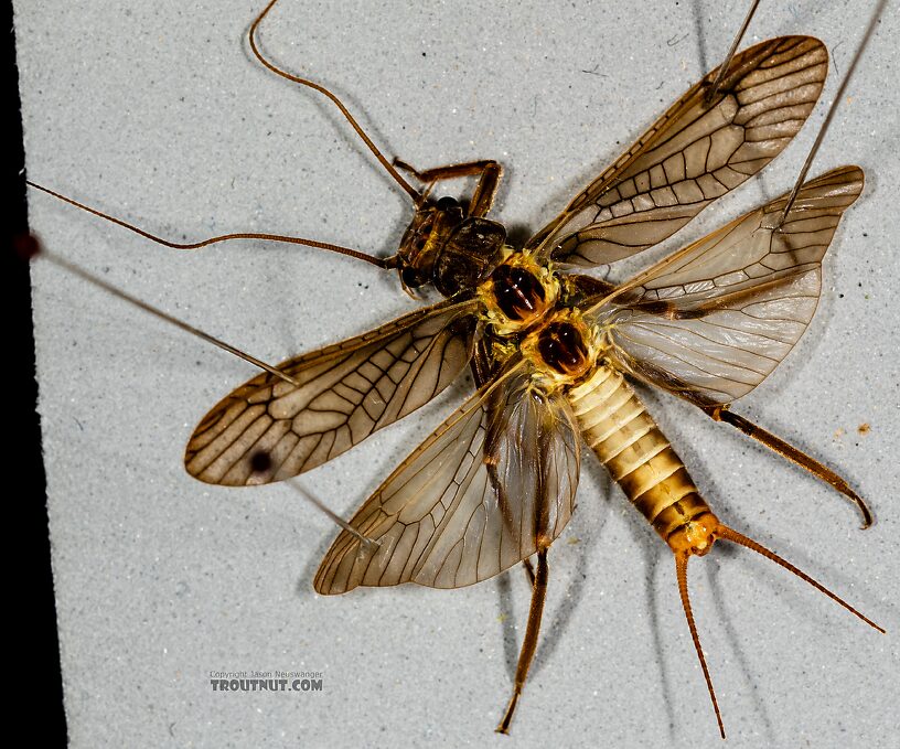 Male Doroneuria baumanni (Golden Stone) Stonefly Adult from the Foss River in Washington