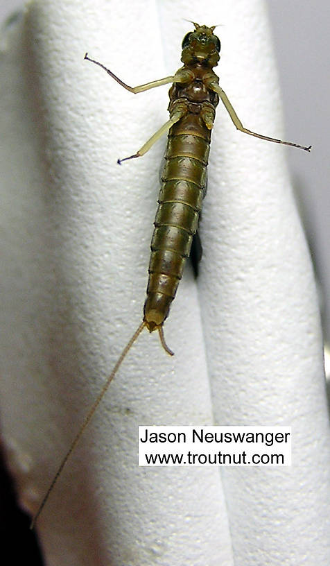 Female Isonychia bicolor (Mahogany Dun) Mayfly Dun from the Beaverkill River in New York