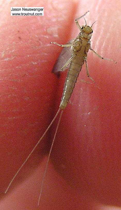 Female Baetidae (Blue-Winged Olives) Mayfly Dun from unknown in Wisconsin