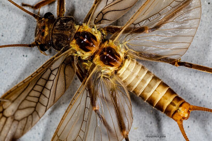 Male Doroneuria baumanni (Golden Stone) Stonefly Adult from the Foss River in Washington