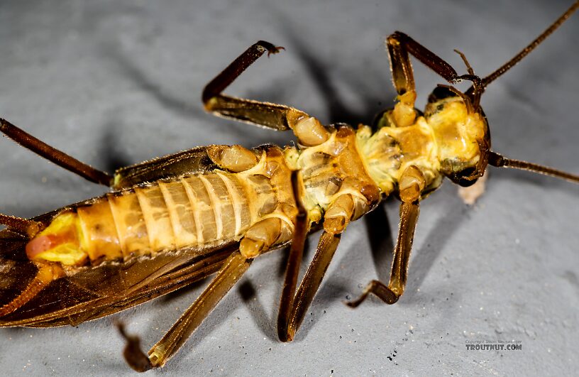 Male Doroneuria baumanni (Golden Stone) Stonefly Adult from the Foss River in Washington