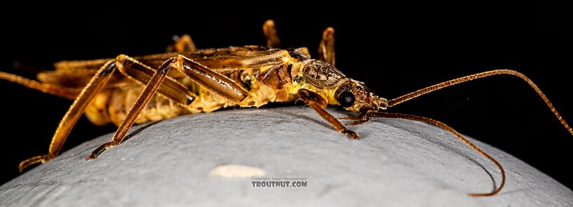 Male Doroneuria baumanni (Golden Stone) Stonefly Adult from the Foss River in Washington