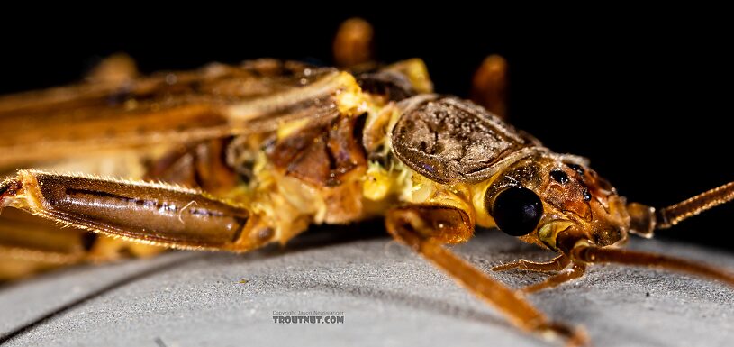 Male Doroneuria baumanni (Golden Stone) Stonefly Adult from the Foss River in Washington