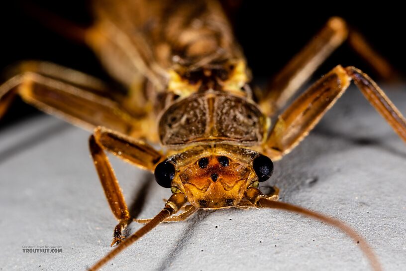 Male Doroneuria baumanni (Golden Stone) Stonefly Adult from the Foss River in Washington