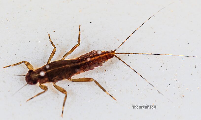 Ephemerella aurivillii Mayfly Nymph from the Foss River in Washington