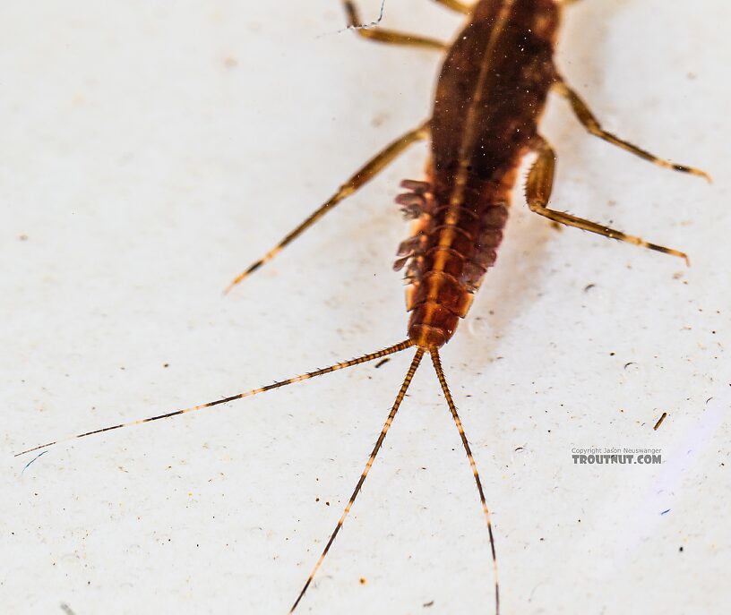 Ephemerella aurivillii Mayfly Nymph from the Foss River in Washington