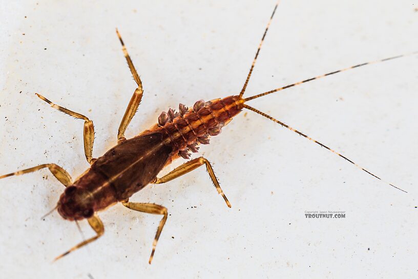 Ephemerella aurivillii Mayfly Nymph from the Foss River in Washington