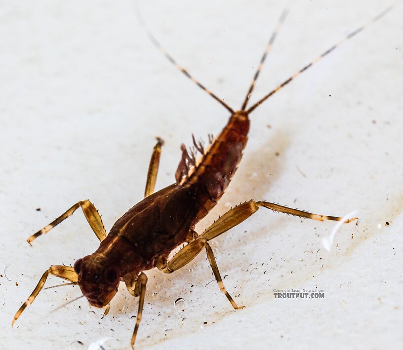 Ephemerella aurivillii Mayfly Nymph from the Foss River in Washington