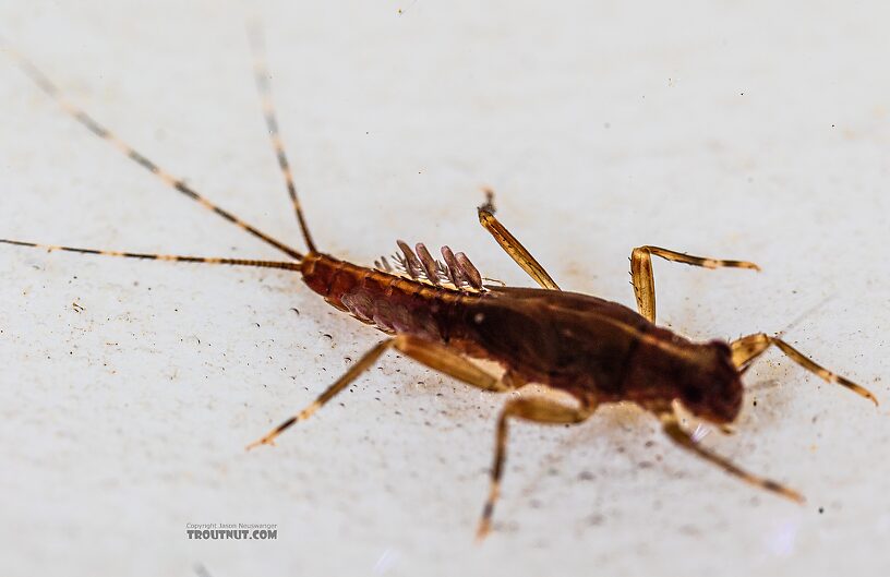 Ephemerella aurivillii Mayfly Nymph from the Foss River in Washington