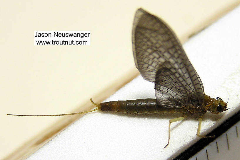 Female Isonychia bicolor (Mahogany Dun) Mayfly Dun from the Beaverkill River in New York