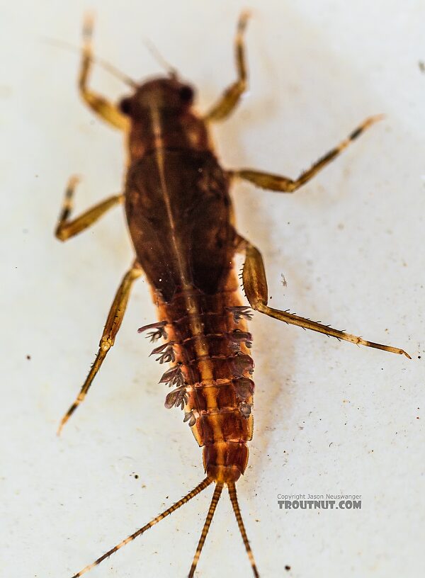 Ephemerella aurivillii Mayfly Nymph from the Foss River in Washington