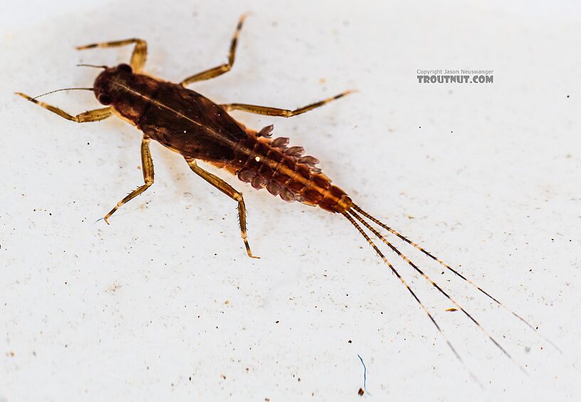 Ephemerella aurivillii Mayfly Nymph from the Foss River in Washington