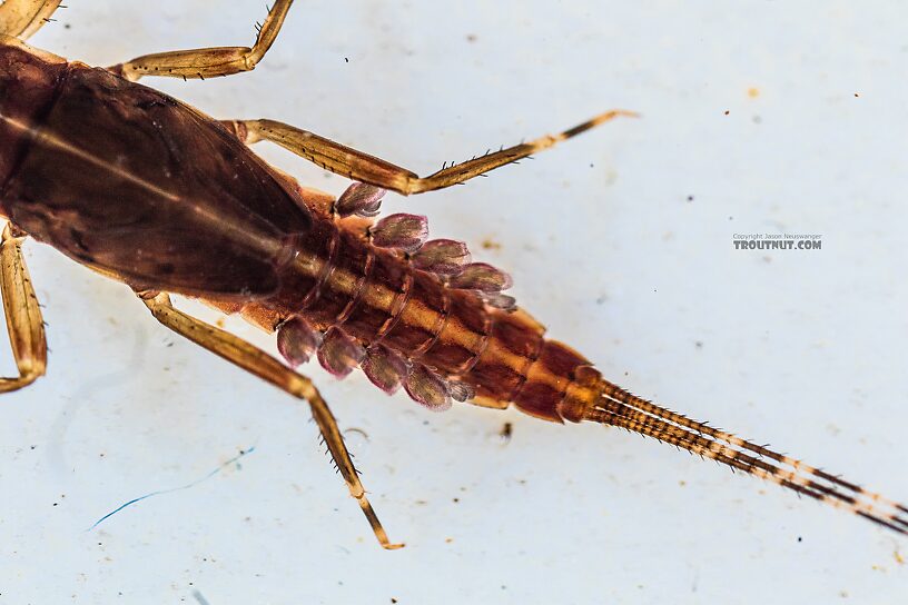 Ephemerella aurivillii Mayfly Nymph from the Foss River in Washington