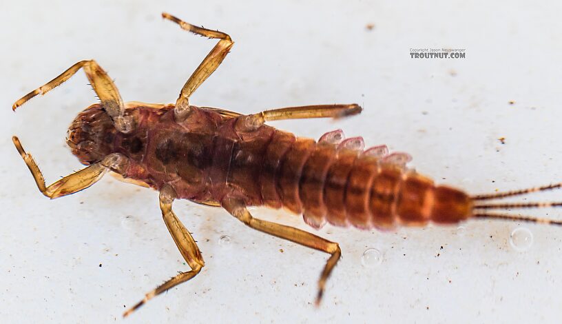 Ephemerella aurivillii Mayfly Nymph from the Foss River in Washington