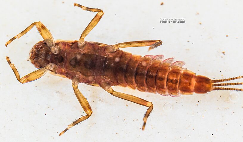 Ephemerella aurivillii Mayfly Nymph from the Foss River in Washington