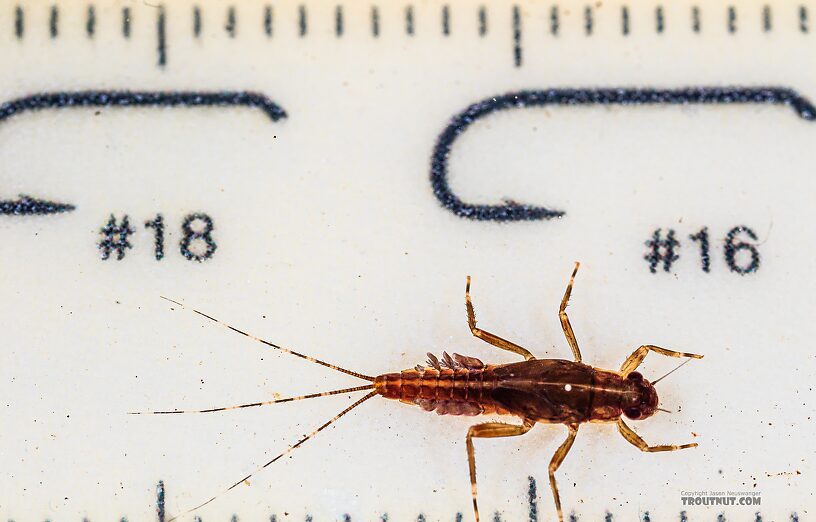 Ephemerella aurivillii Mayfly Nymph from the Foss River in Washington