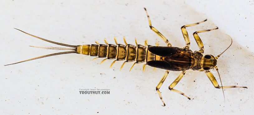 Baetis tricaudatus (Blue-Winged Olive) Mayfly Nymph from the Yakima River in Washington