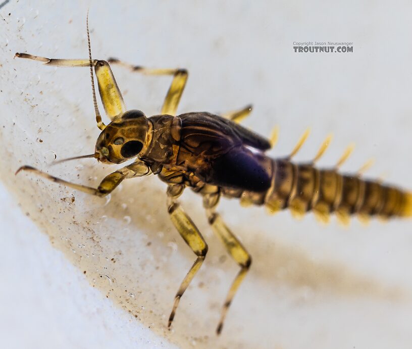 Baetis tricaudatus (Blue-Winged Olive) Mayfly Nymph from the Yakima River in Washington