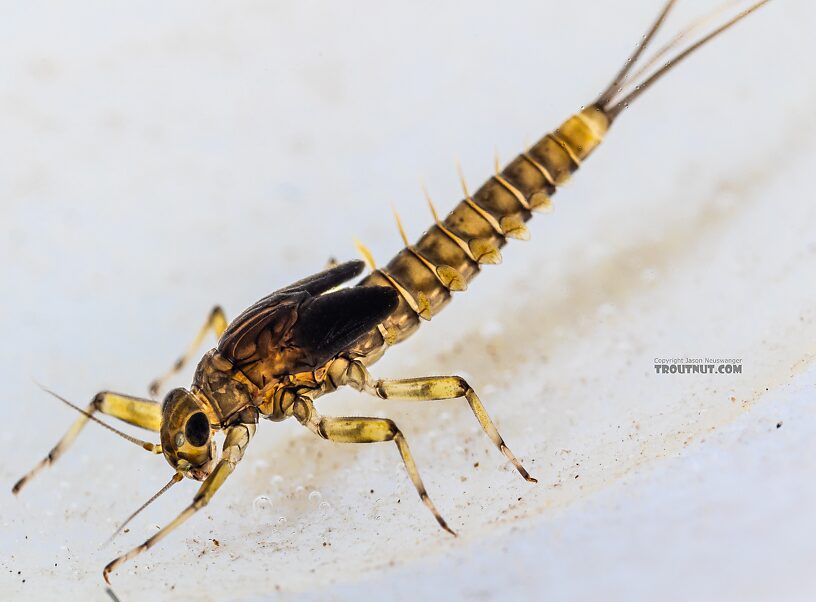 Baetis tricaudatus (Blue-Winged Olive) Mayfly Nymph from the Yakima River in Washington