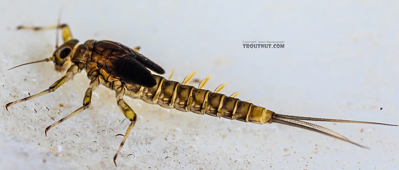 Baetis tricaudatus (Blue-Winged Olive) Mayfly Nymph from the Yakima River in Washington