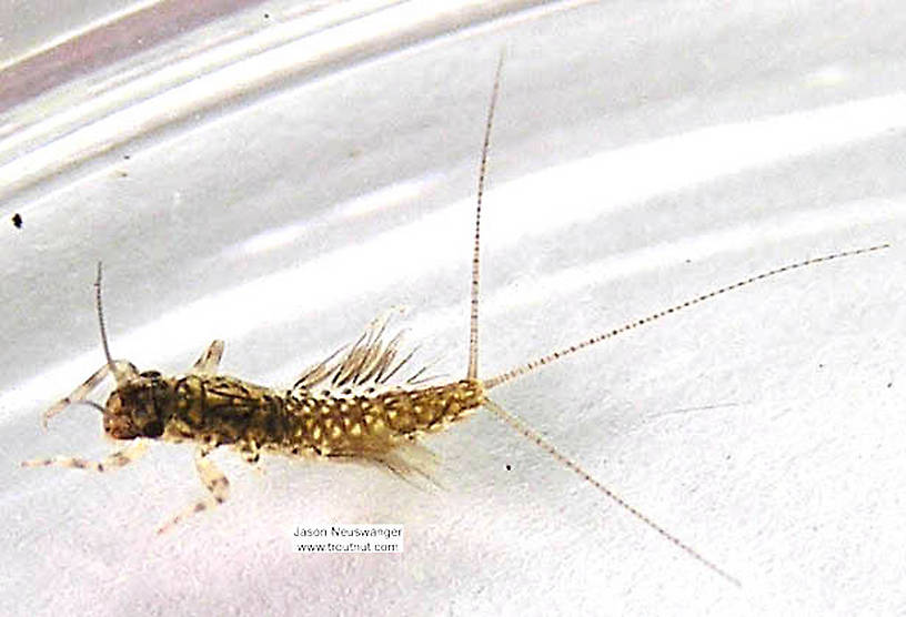 Leptophlebia cupida (Borcher Drake) Mayfly Nymph from the Namekagon River in Wisconsin