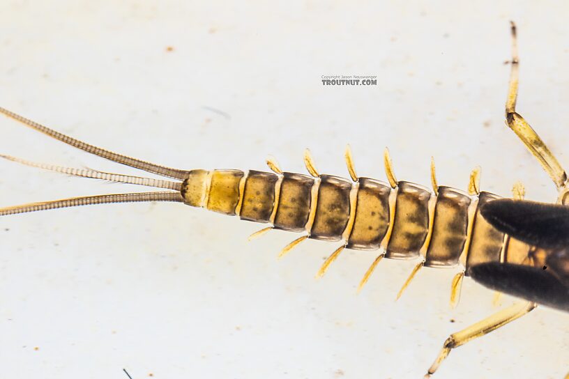 Baetis tricaudatus (Blue-Winged Olive) Mayfly Nymph from the Yakima River in Washington