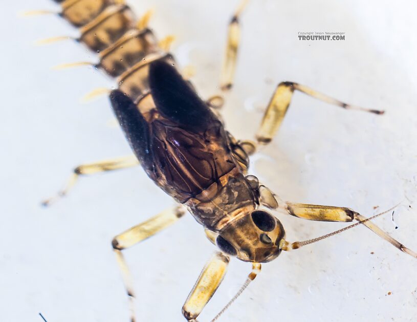 Baetis tricaudatus (Blue-Winged Olive) Mayfly Nymph from the Yakima River in Washington