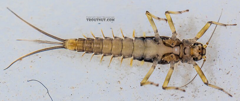 Baetis tricaudatus (Blue-Winged Olive) Mayfly Nymph from the Yakima River in Washington