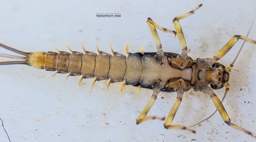 Baetis tricaudatus (Blue-Winged Olive) Mayfly Nymph from the Yakima River in Washington