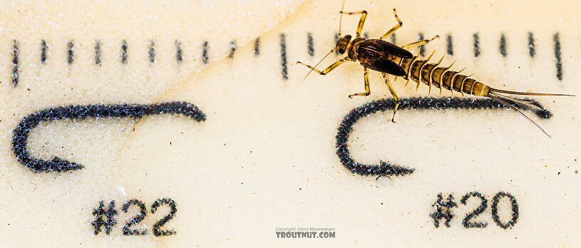 Baetis tricaudatus (Blue-Winged Olive) Mayfly Nymph from the Yakima River in Washington