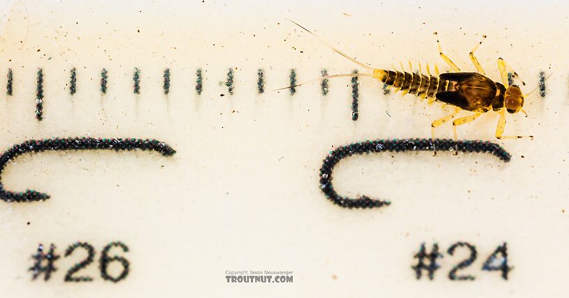 Male Acentrella insignificans (Tiny Blue-Winged Olive) Mayfly Nymph from the Yakima River in Washington