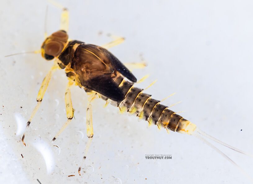 Male Acentrella insignificans (Tiny Blue-Winged Olive) Mayfly Nymph from the Yakima River in Washington