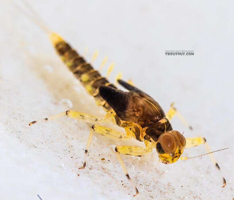 Male Acentrella insignificans (Tiny Blue-Winged Olive) Mayfly Nymph from the Yakima River in Washington