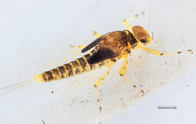 Male Acentrella insignificans (Tiny Blue-Winged Olive) Mayfly Nymph from the Yakima River in Washington