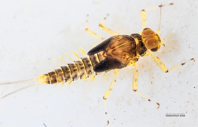 Male Acentrella insignificans (Tiny Blue-Winged Olive) Mayfly Nymph from the Yakima River in Washington