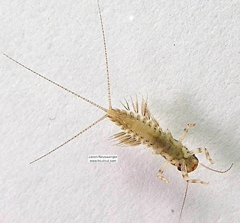 Leptophlebia cupida (Borcher Drake) Mayfly Nymph from the Namekagon River in Wisconsin